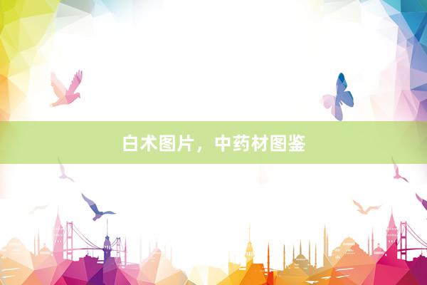 白术图片，中药材图鉴